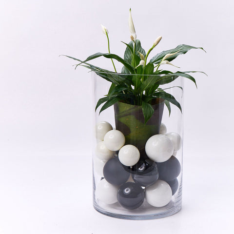 Hurricane Large Clear